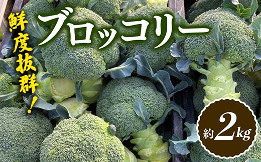 
【先行予約】鮮度抜群！ブロッコリー (約2kg) 朝採り 朝採れ 朝どれ ブロッコリー 野菜 サラダ 食品 名産 四国 F5J-368
