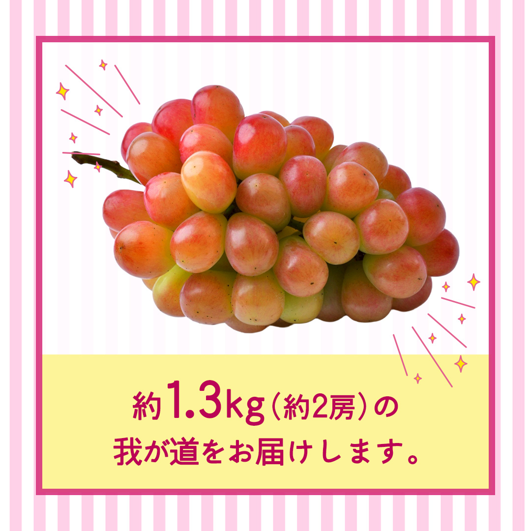我が道 約1.3kg （約2房）【2026年8月より発送開始】（茨城県共通返礼品 [ぶどう]：結城市産） ぶどう ブドウ 葡萄 我が道 黒ぶどう 皮ごと 高級 国産 ふるさと納税 [FC19-NT]_