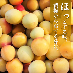 冷凍 梅 5kg 家庭用 / 南高梅 訳あり 黄梅 完熟梅 梅ジュース 梅酒 和歌山 ※6月より順次発送 ※北海道・沖縄・離島への配送不可 【ikd510-c-5】