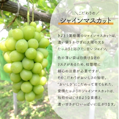 【きよとうファーム】ぶどう3品種詰合せ(シャインマスカット入)3-5房入/計2.4kg～(岡山県産)【配送不可地域：離島】