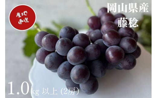 厳選 岡山県産 藤稔 1.0㎏以上（2房） 産地直送 朝採れ 【KGF-7】 / ぶどう ブドウ 葡萄 先行予約 フルーツ 果物 真庭市 フルーツ王国 珍しい 甘い