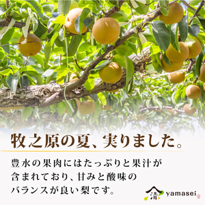 梨 豊水 5kg 令和8年度産 先行予約 8月中旬より順次発送 山清 yamasei 静岡県 牧之原市