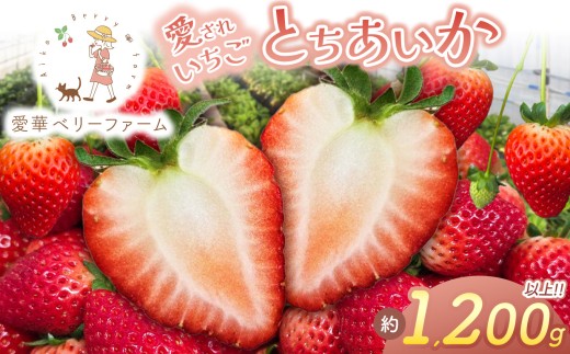 【先行予約】【1月発送】いちご王国の愛され苺 とちあいか 300ｇ以上4パック（平パック）｜2027年 先行予約 1月 苺 いちご イチゴ ストロベリー strawberry 厳選 手作り 特産品 美味しい おいしい 旨い 美味い 人気 旬 新鮮 栃木県 真岡市 送料無料