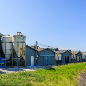 定期便 卵 5kg × 12ヶ月 割れ補償 5個 Lサイズ のみ 約 75個 × 12回 定期便 国産 米育ち さくら玉子 さくら卵 鶏 さくら コク 濃い 卵黄 風味 とれたて 生 たまご 地産地消