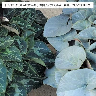 ふるさと納税 北茨城市 【長谷川園芸オリジナル品種】北茨城産シクラメンプラチナリーフ 5寸 ローズピンク ※11〜12月出荷 |  | 03