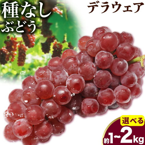 【ふるさと納税】【2025年先行予約】デラウェア 選べる 内容量 約1kg(4パック) または 約2kg(8パック) 有限会社なかむら農園《2025年6月上旬-7月下旬頃出荷》大阪府 羽曳野市 ぶどう ブドウ 葡萄 送料無料