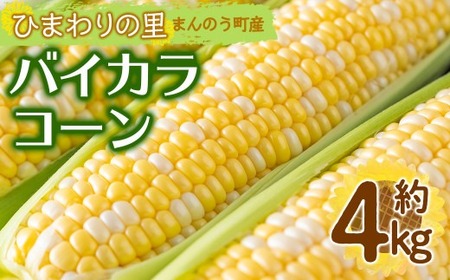 ＜先行予約！2026年6月上旬以降順次発送予定＞バイカラコーン (約4kg) トウモロコシ とうもろこし とうきび コーン 夏 夏野菜 野菜 産地直送 新鮮 ベジタブル 旬 人気 お取り寄せ 【man070】【Aglio nero】