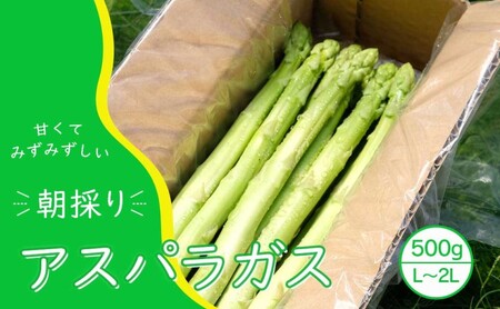【先行予約】発送2026年4月 アスパラガス 小郡産 朝採りアスパラガス 500g (L、2Lサイズ混) 野菜 永利農園 