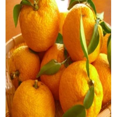 ふるさと納税 阿南市 【KIMONO FRUITS】冷凍ゆず皮(徳島産)1000g |  | 01