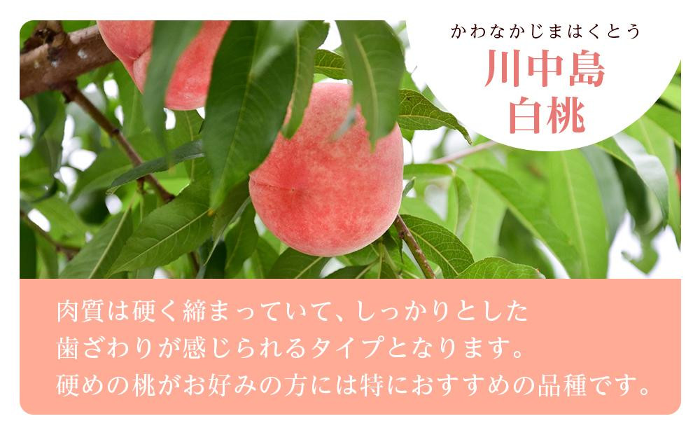 和歌山県産 川中島白桃 5～8玉入り 秀品 先行予約【2025年7月下旬以降発送】［MG7］
