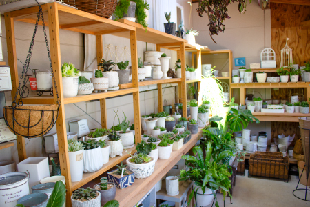 季節の多肉植物寄せ植え体験【現地体験型 ワークショップ 寄せ植え体験 手植え 四季の植物 多肉植物 植物 グリーン おすすめ よせうえ 観葉植物 癒し かわいい 自然 島根県 大田市】