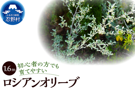 植木　ロシアンオリーブ　1.6ｍ