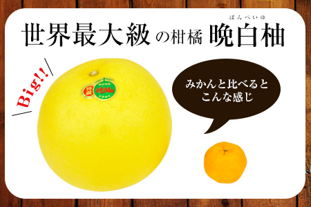 作村果樹園の晩白柚 1玉(2Lサイズ) 《12月下旬-1月末頃出荷》果物 フルーツ ザボン 熊本 特産品