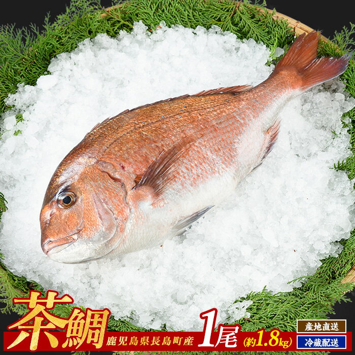 【ふるさと納税】茶鯛 1尾 国産 鹿児島県産 タイ 茶鯛 鯛 刺身 海鮮 海産物 まるごと 塩焼き 煮つけ 魚介 鮮魚 養殖 海鮮丼 産地直送【ウスイ】usui-7320