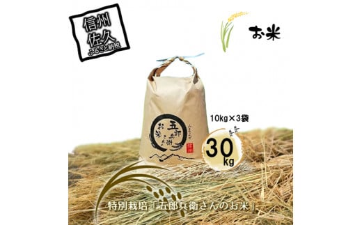 【令和7年産・白米30kg（10kg×3）】特別栽培「五郎兵衛さんのお米」＜2025年10月初旬以降順次配送＞ 長野県 信州 先行予約 新米 こしひかり【五郎兵衛米 米 コメ 白米 精米 お米 こめ おこめ 備蓄品 仕送り おすそ分け 備蓄米 コシヒカリ こしひかり 長野県 佐久市 】
