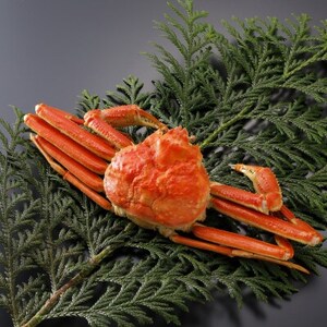 【先行予約】鳥取県産 訳あり 茹 松葉がに 500g×1杯(中村商店)25年12月・26年1月発送【配送不可地域：離島・北海道・沖縄県・東北・信越、北陸】【1692799】