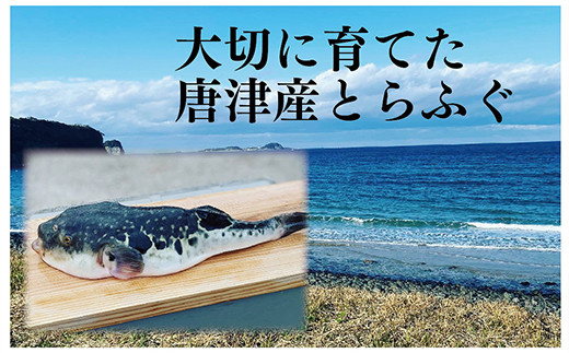 佐賀県唐津市で大切に育てられた唐津産とらふぐ。
品質良く、淡泊でクセのないプリプリとした食感。