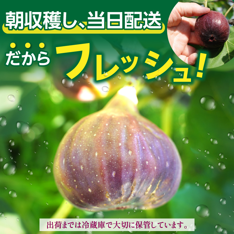 【ハウス栽培】朝もぎ フレッシュな完熟いちじく 碧南市 にいみ農園 フルーツ いちじく トマト農家 H031-006