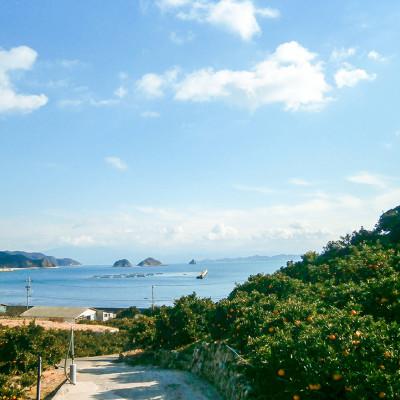 ふるさと納税 松山市 【2026年3月中旬頃から発送予定】瀬戸内海の島レモン(家庭用・優品)3kg |  | 03