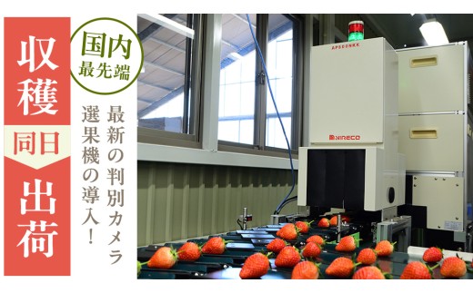 《 2027年 収穫分 》 完熟 やよいひめ 260g×2パック 国産 いちご イチゴ 苺 くだもの 果物 フルーツ 冬 春 旬 [BC026sa]