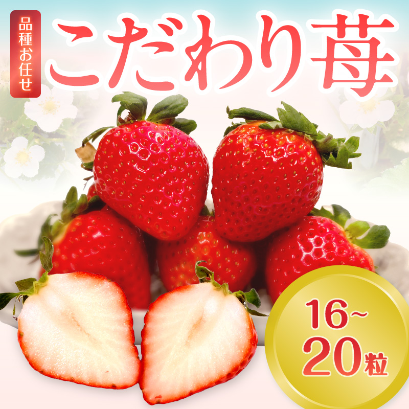 こだわり苺　品種お任せ小箱8粒～10粒×2パック(4月発送)( いちご 苺 イチゴ 紅ほっぺ かおり野 さがほのか 恋みのり 果物 フルーツ フルーツサンド ケーキ )【B0-176_04】