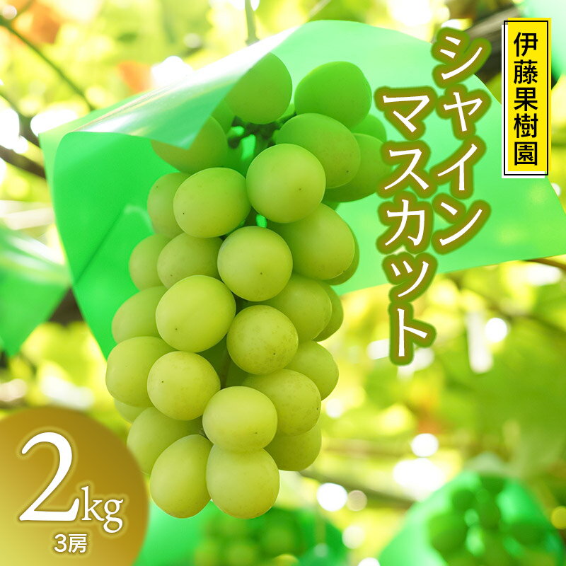 【ふるさと納税】【令和7年産先行予約】鶴岡市産 シャインマスカット 2kg (3〜4房)　伊藤果樹園　ぶどう 葡萄