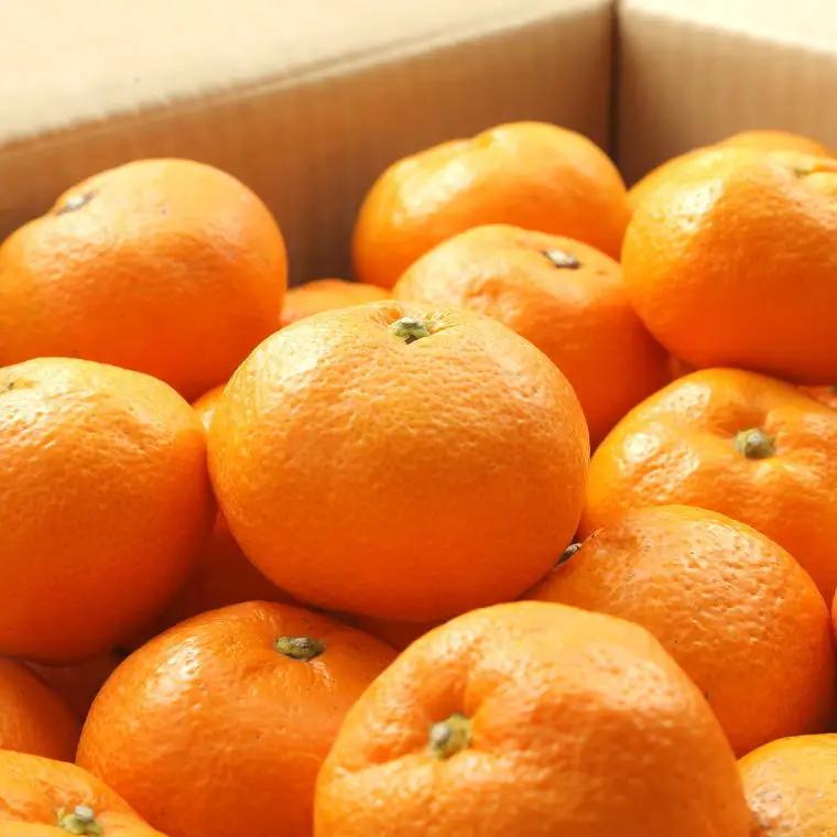 【ブランドみかん】田村みかん約5kg（2Lサイズ・秀品）　【2026年11月下旬～2026年12月下旬頃順次発送】【tec882A】