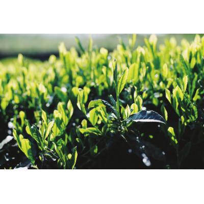 ふるさと納税 山鹿市 茶葉「山鹿市名産　岳間茶」4種飲み比べセット |  | 02