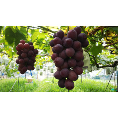 
                  ＜2024年夏発送＞たねなしぶどう　巨峰(2房～4房)とシャインマスカット(1房～2房)約2キロ　【1270136】
                