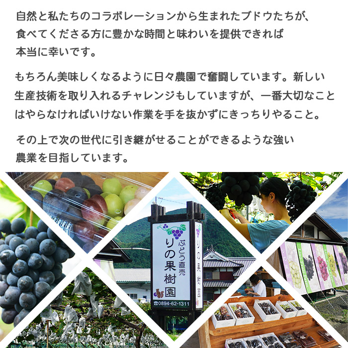＜旬のブドウ 西予市産 デラウェア 約2kg＞ 果物 フルーツ ぶどう 葡萄 種無し たねなし 小粒 甘い おいしい 食べやすい 期間限定 季節限定 特産品 りの果樹園 愛媛県 西予市