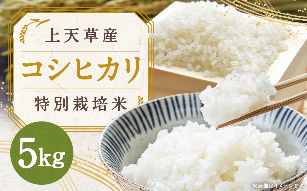 
                  【 令和8年産 】 上天草産コシヒカリ 5kg （ 特別栽培米 ） お米 米 こめ コメ 白米 コシヒカリ 新米 早期米 精米 白飯 飯 ご飯 おにぎり 国産 熊本県産 ブランド米 【 2026年8月下旬～10月下旬発送予定 】
                