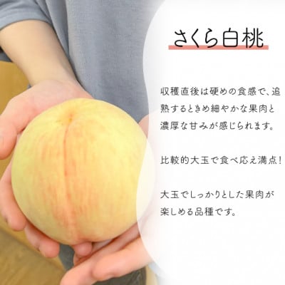 【きよとうファーム】しっかりとした果肉が美味しい「さくら白桃」上級品 4-6玉入(岡山県産)【配送不可地域：離島】