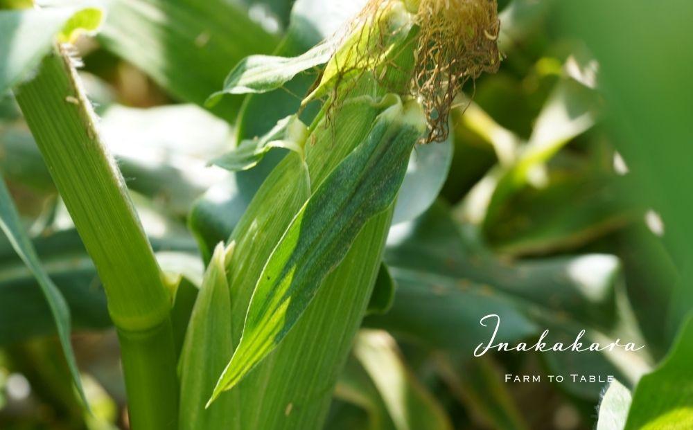【富士山の麓で育つ】河口湖ブランドとうもろこしInakakara「恵味ゴールド」6本入