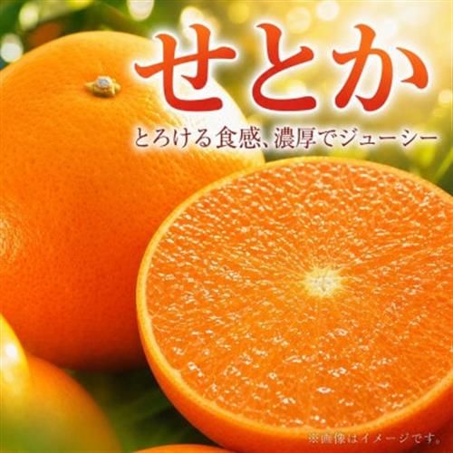 とろける食感!ジューシー柑橘　せとか　約2.5kg【1596874】