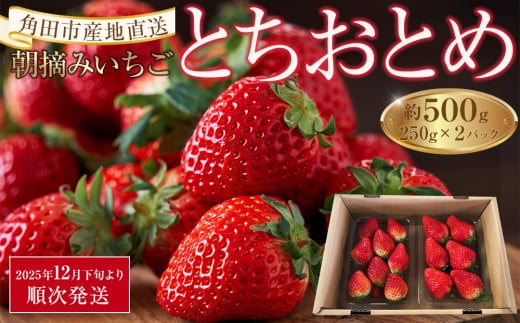
                  いちご とちおとめ 500g ( 250g × 2パック ) 苺 イチゴ 果物 くだもの フルーツ 先行予約 ご当地 お取り寄せ 産地直送 朝摘み 人気 おすすめ 宮城
                