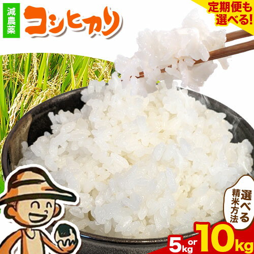 【ふるさと納税】コシヒカリ 米 5kg 10kg 新川耕地 白米 5分搗き 7分搗き 単発 定期便 千葉県 流山市 送料無料 米 こめ ごはん 定期便 もあります