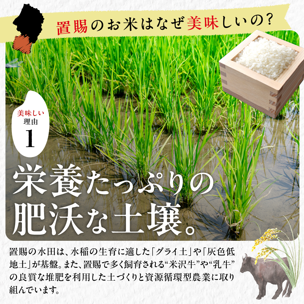 令和7年産 山形県産 雪若丸 無洗米 10kg ( 5kg × 2袋 ) 白米 2025年産 産地直送 山形県 米沢市