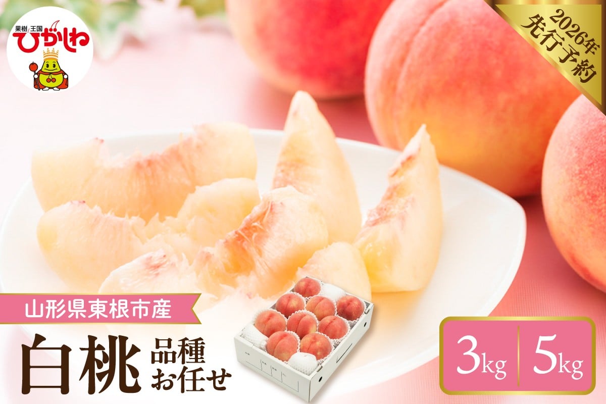 
            【2026年産先行予約】≪内容量が選べる≫　 採れたて白桃(品種お任せ)  【約3kg (7～12玉)・約5kg (12～18玉)】晴天畑提供 山形県 東根市 hi026-055-o
          