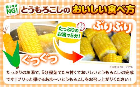 [1.3-77]　【令和6年発送先行受付】森本農園とうもろこし20本セット
