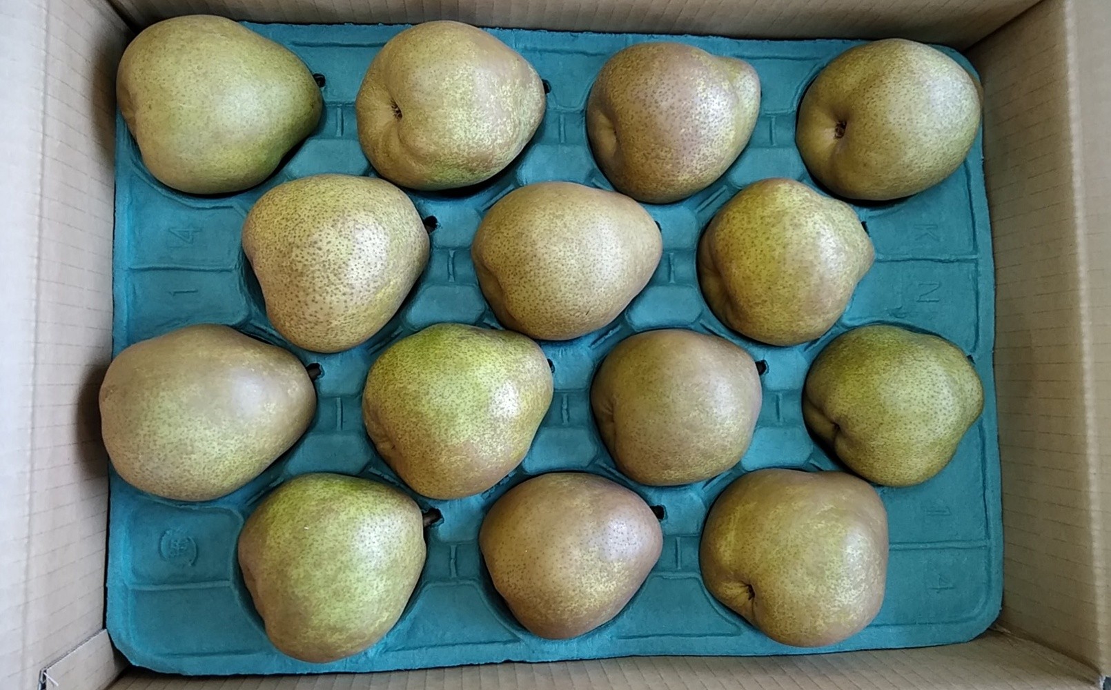 
                  西洋梨（ラ・フランス）５ｋｇ　１２～１４玉　ご家庭用　0042-2609
                