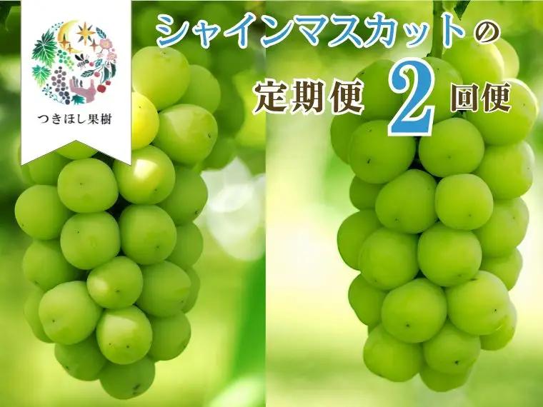 【定期便：全２回】完熟シャインマスカット１ｋｇ以上を２回お届け　0140-2603