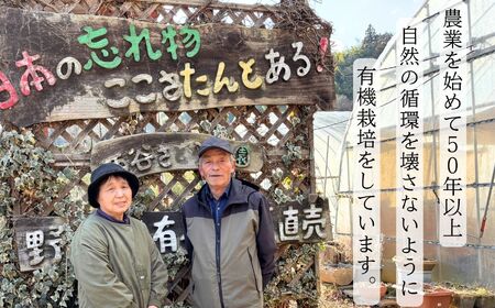 ほうれん草 2kg 10袋 ほうれん草 ほうれんそう