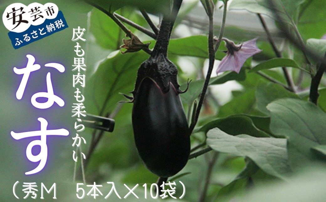 高知県安芸市産ナス(秀M　5本入　10袋)