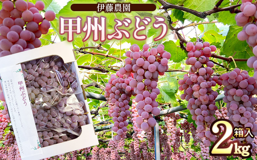 
                  【令和8年産先行予約】 甲州ぶどう 2kg箱入（4～6房） 山形県鶴岡産　伊藤農園　| ブドウ 葡萄 ぶどう 2キロ フルーツ 果物 くだもの 旬 期間限定 産地直送 おすすめ 人気 美味しい お取り寄せ 返礼品
                