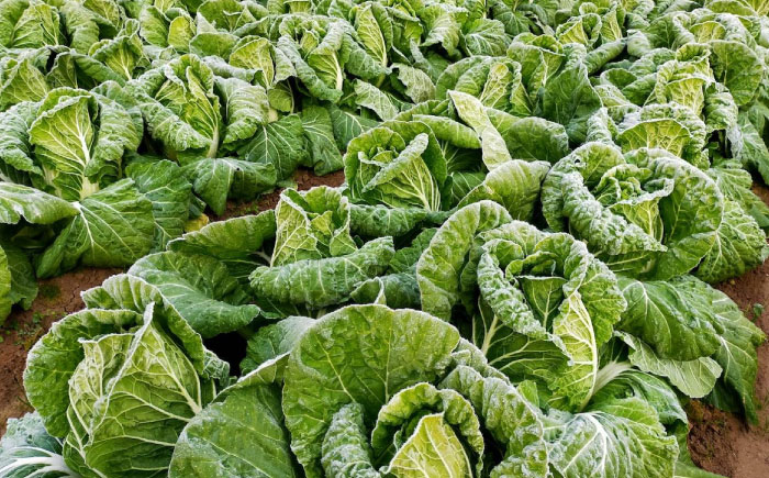 【先行予約】　【11月下旬から順次発送】 白菜 3Lサイズ×2玉（約5kg）　はくさい ハクサイ 旬　野菜 国産 新鮮 愛媛県大洲市/ふじた農園 [AGDH007]