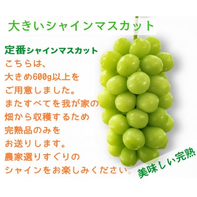 【2026年先行予約】サンシャインレッドとシャインマスカット　美味しい訳あり計1kg詰め合わせ【配送不可地域：離島】【1694812】