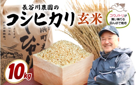 【令和8年産】長谷川農園の コシヒカリ 玄米 10kg【お米 こしひかり 5キロ 精米 ブランド米 ふるさと納税米 産地直送】 [m22-b006]