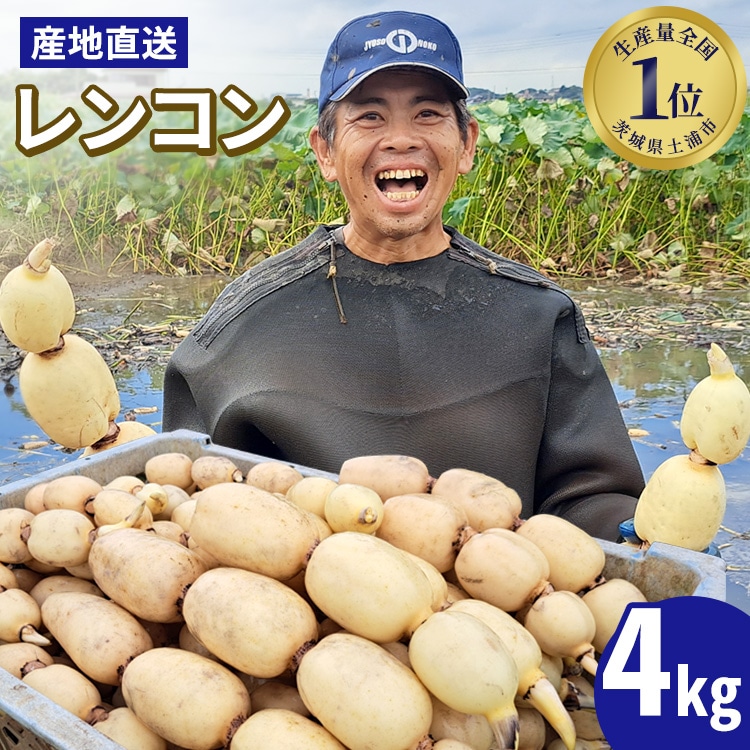 レンコン 4kg◇ ｜ 収穫仕立て 産地直送 れんこん 蓮根 蓮 甘み シャキシャキ 茨城県 土浦市産 ※離島への配送不可