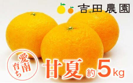 甘夏 5kg 甘夏 吉田農園