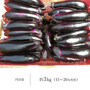 なす 3kg 和水町産 野菜 5月下旬～発送いたします 野菜